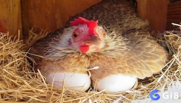 Giải mã giấc mơ thấy gà đẻ trứng liên tục và nhiều biểu thị sự thành công, thịnh vượng.