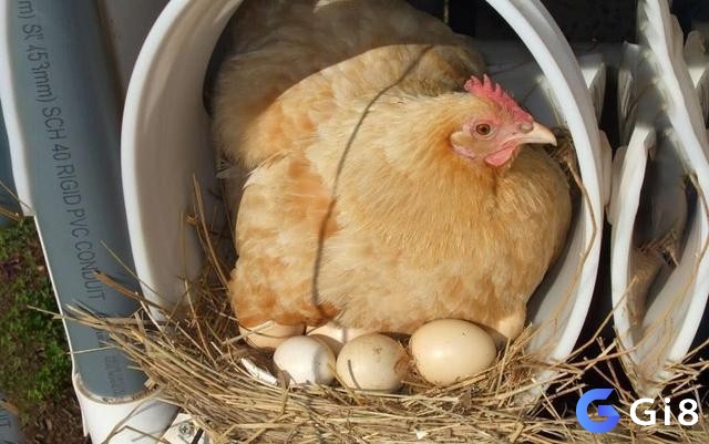 Cùng Gi8 giải mã giấc mơ thấy gà đẻ trứng chuẩn xác nhất nhé!