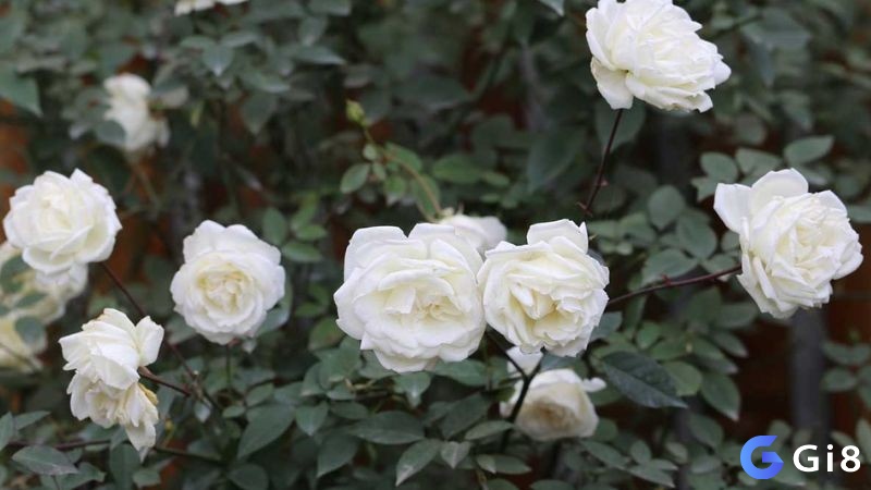 Giải mã giấc mơ thấy hoa hồng trắng