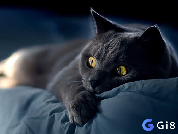 Gi8- Giải mã giấc mơ thấy mèo mang lại điềm báo, ý nghĩa gì?