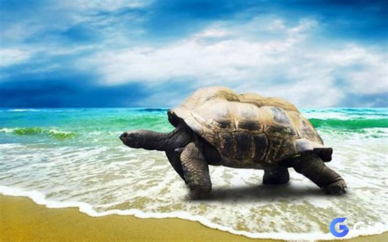 Giải mã giấc mơ thấy rùa trên bờ biển