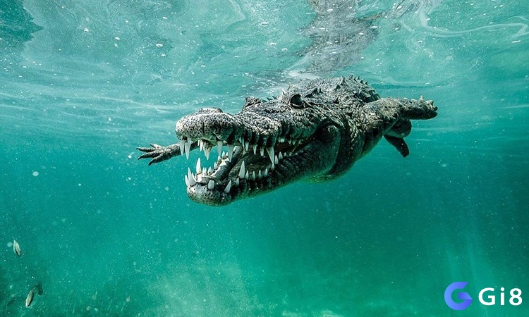 Mộng thấy cá sấu bơi về phía bạn chỉ ra một sự kiện không may sắp xảy ra với người thân xung quanh