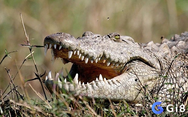 Bạn sẽ dính vào một vài rắc rối khi ngủ mơ thấy cá sấu đang ăn thịt ai đó