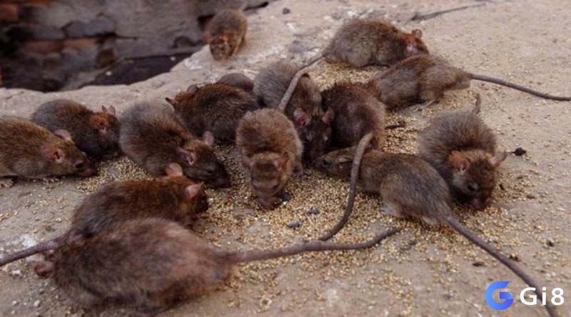 Mơ thấy nhiều con chuột báo hiệu sự lo lắng