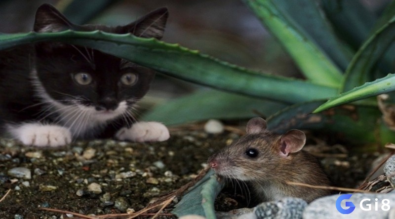 Giải mã giấc mơ thấy chuột bị mèo đuổi là lời nhắc cần mạnh mẽ