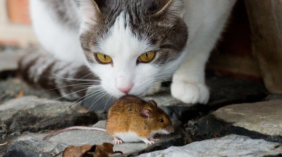 Giải mã giấc mơ thấy chuột – Đánh bộ lô nào để giàu nhanh?