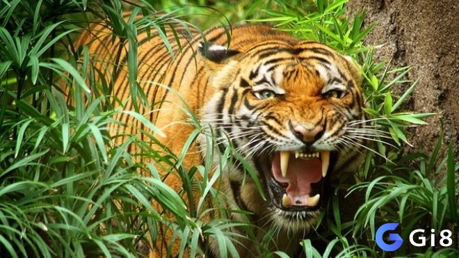 Khi mơ thấy hổ đang rình mồi báo hiệu cho sự tốt lành