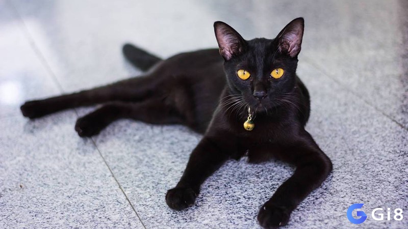 Mơ thấy nuôi mèo đen cho thấy tinh thần chủ động cao trong công việc