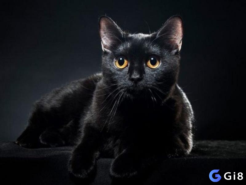 Mơ thấy mèo đen giúp người mơ đổi đời từ các bộ số tương ứng