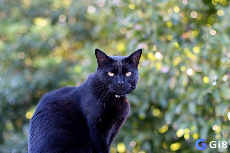 Mèo đen luôn mang đến những điều xui xẻo