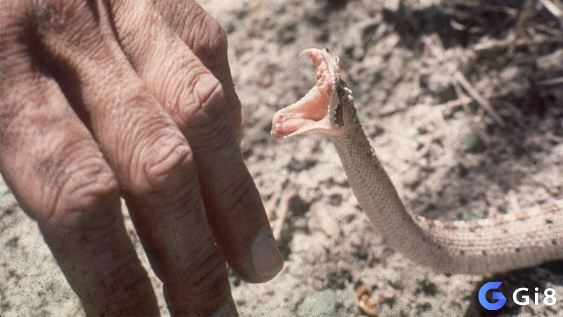 Ngủ mơ rắn độc cắn vào tay có lẽ bạn sẽ gặp một số khó khăn