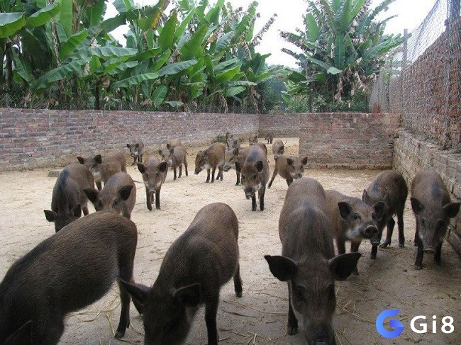 Mơ thấy lợn rừng nhắc nhở cần xem xét cách sống và cư xử của bản thân