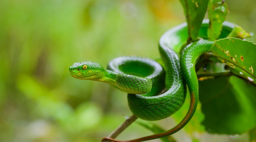 Mơ con rắn đánh số gì: Dự đoán con số may mắn giúp bội thu