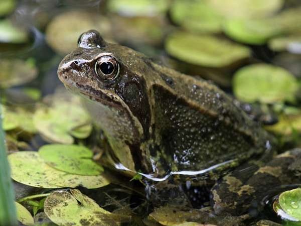Chiêm bao thấy ếch: Giải mã con số chuẩn xác cùng Gi8