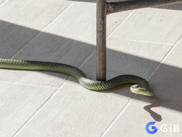 Chiêm bao thấy rắn vào nhà cùng con số trúng lớn 