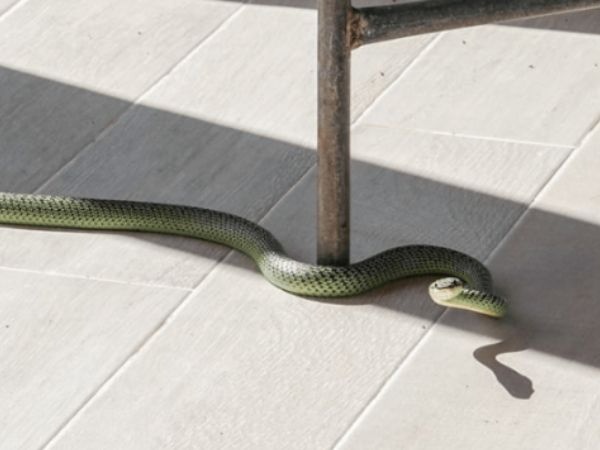 Chiêm bao thấy rắn vào nhà: Khám phá con số cùng Gi8