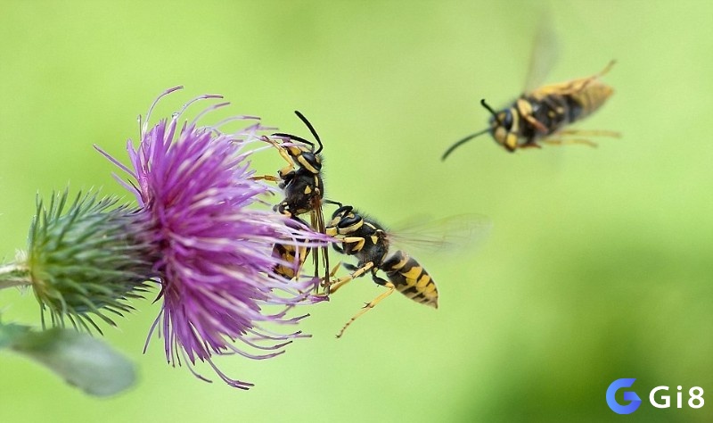 Khám phá những dự đoán của giấc mơ thấy ong vò vẽ đang hút mật 