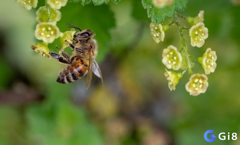 Hình ảnh con ong vò vẽ xuất hiện trong giấc mơ không phải quá lạ kỳ 